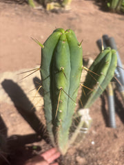 🌶️ 805 — 15” Tip