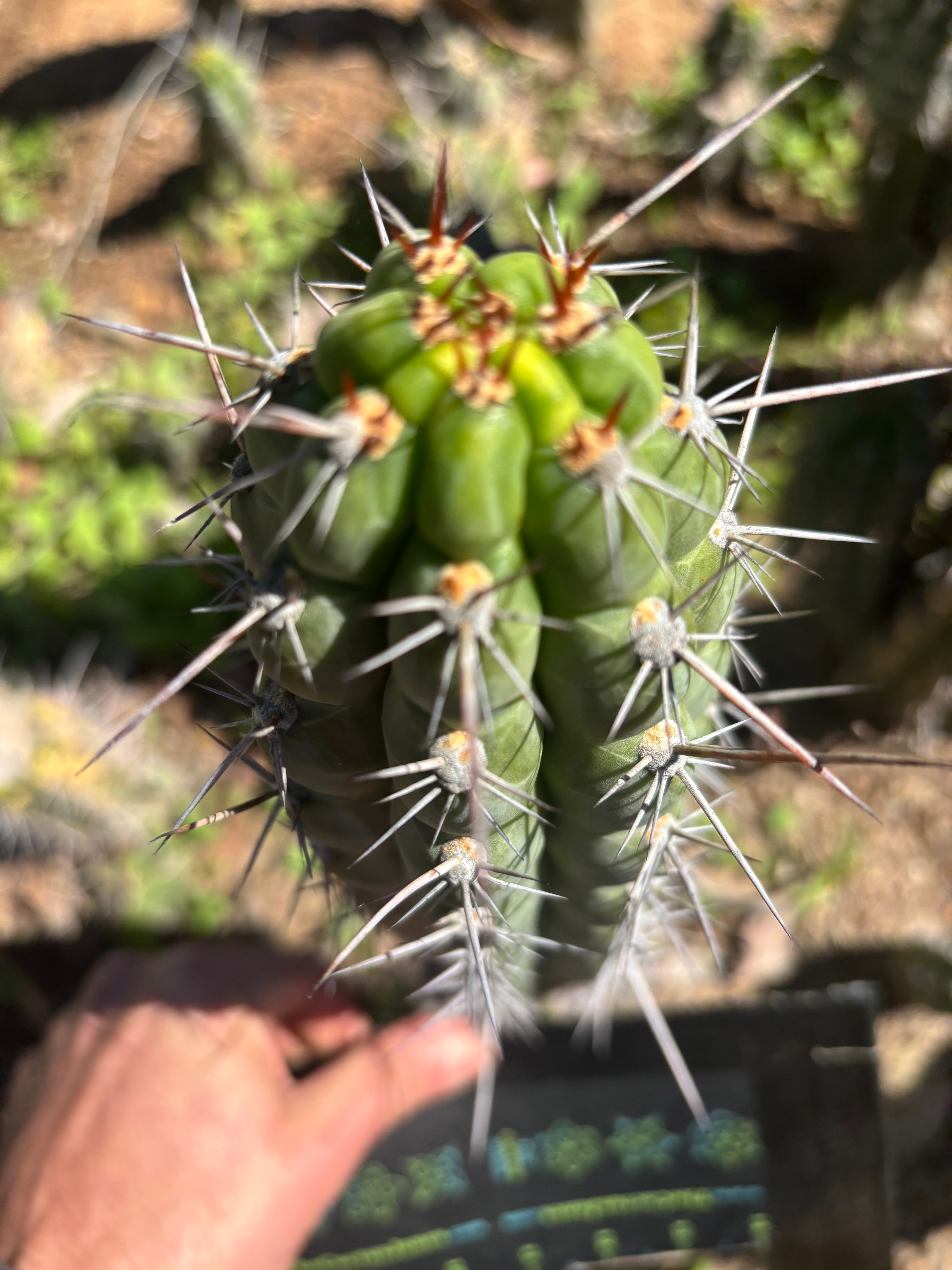 👑 Chala Restocked! — Notchy 10” Tips