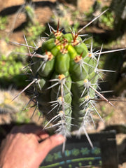 👑 Chala Restocked! — Notchy 10” Tips