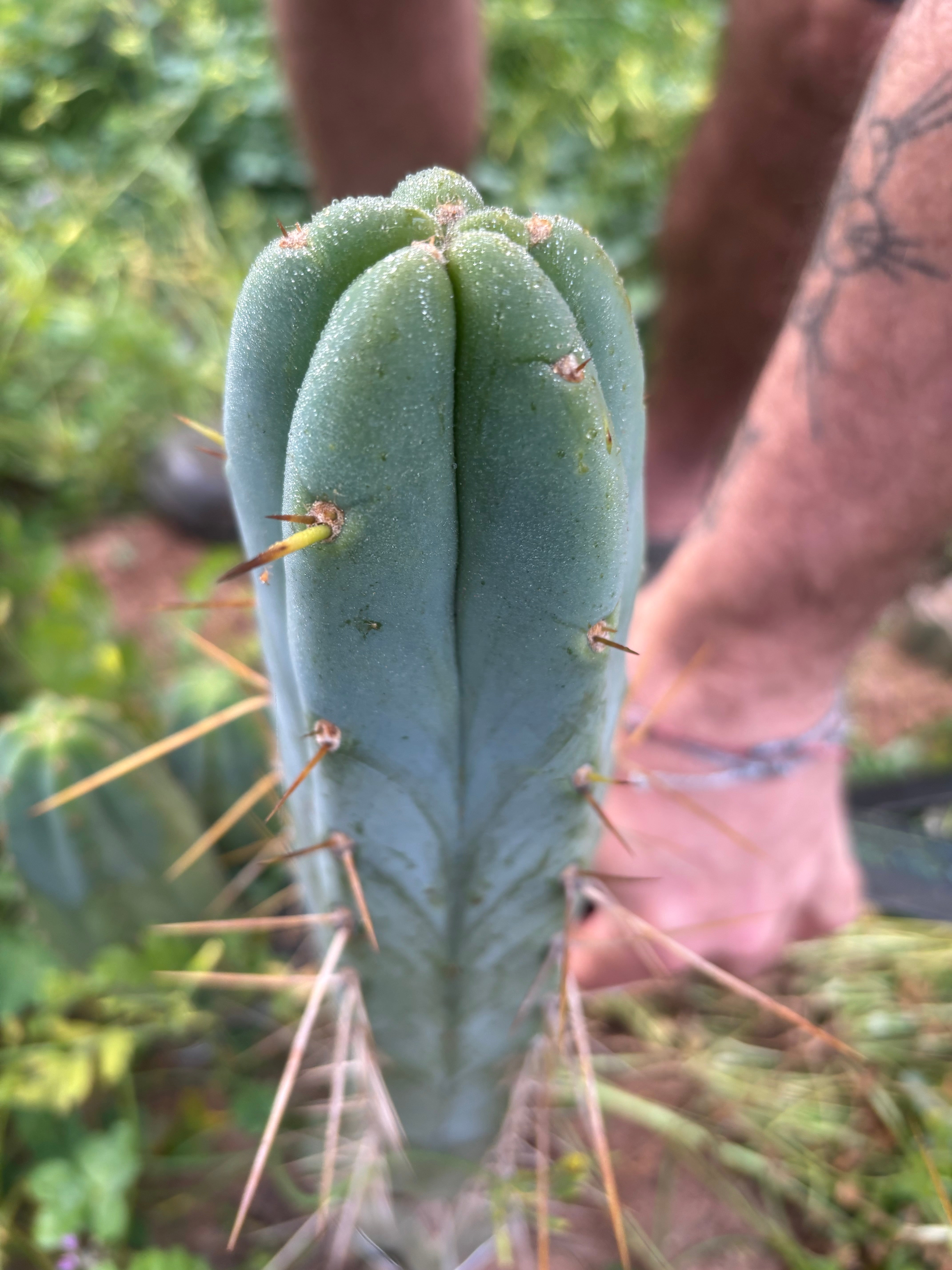 👑🌶️ KGC  — 11” Tip