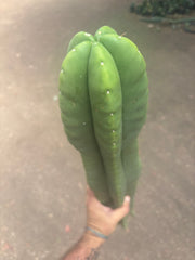 💎👑🌶️  Zulk —  Massive XXXL 32” Column