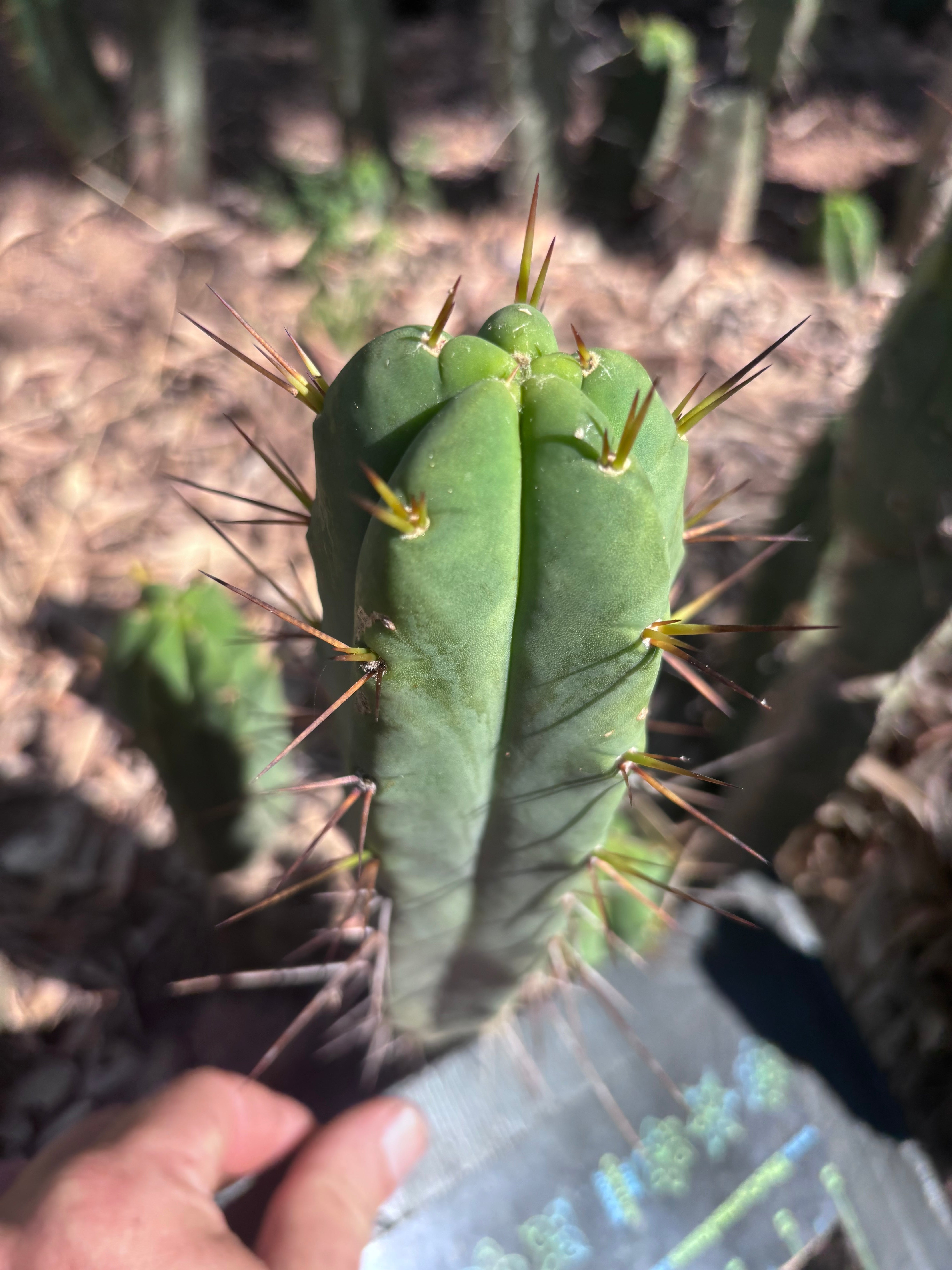 👑🌶️🌶️ Dulzura — 9” Pup