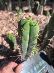 👑🌶️🌶️ Dulzura — 9” Pup