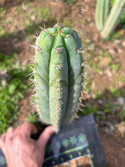 👑🌶️ Kimnach — Flawless 12” Pup