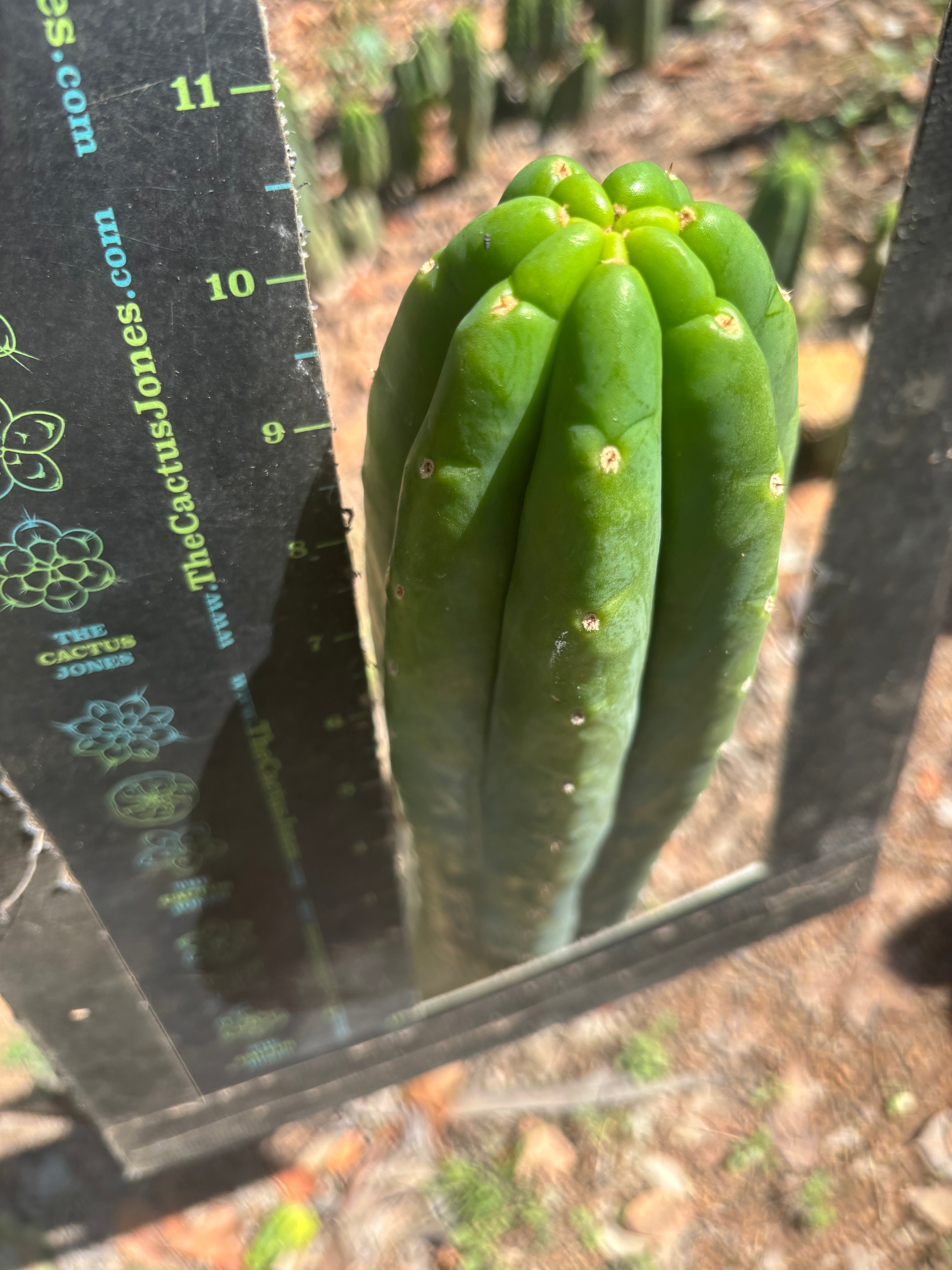 👑🌶️🌶️ Ogun — Fat 10” Tip