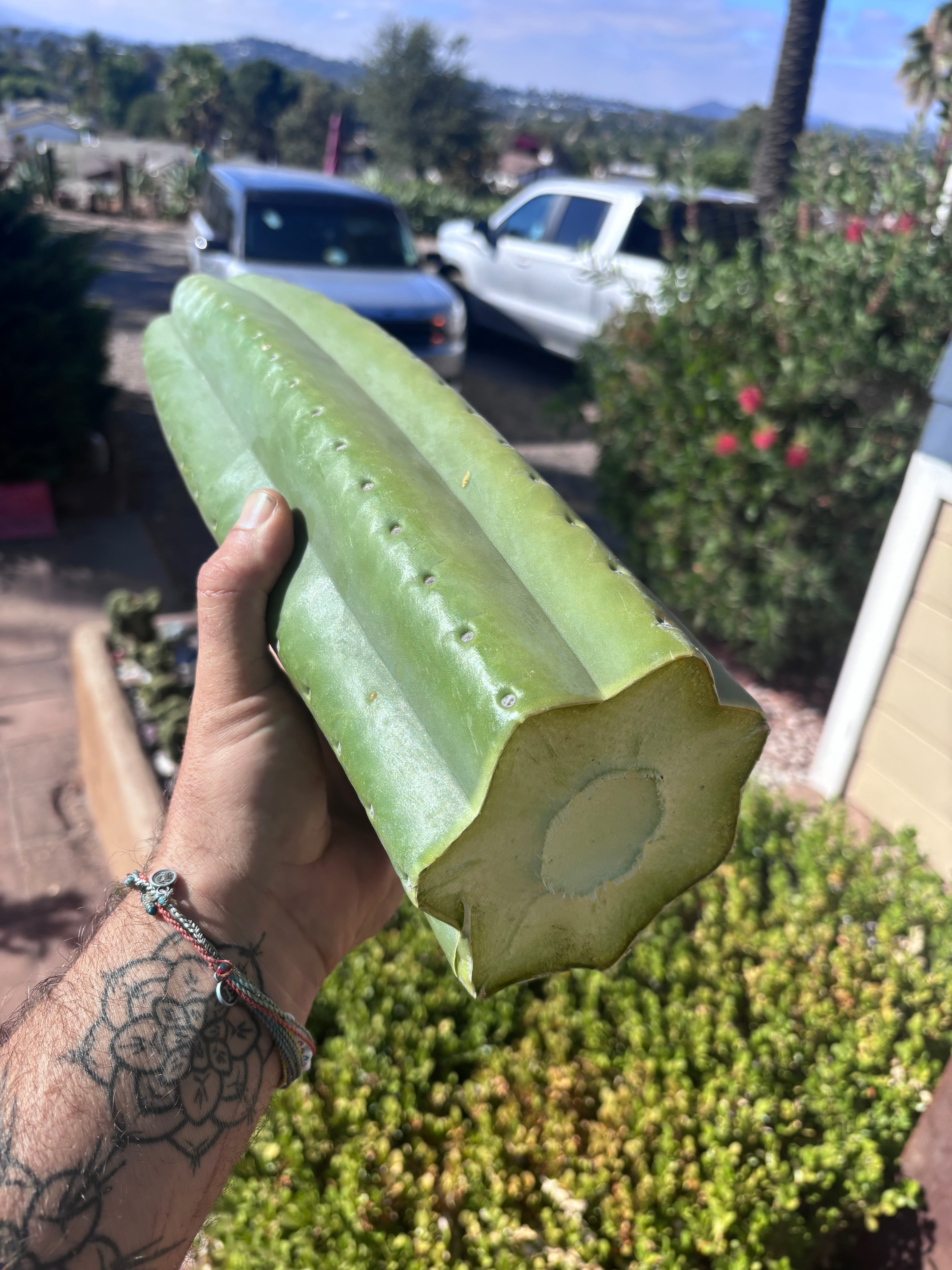 👑💎🌶️ The 2nd Fattest Soozy Tip I’ve Ever Listed