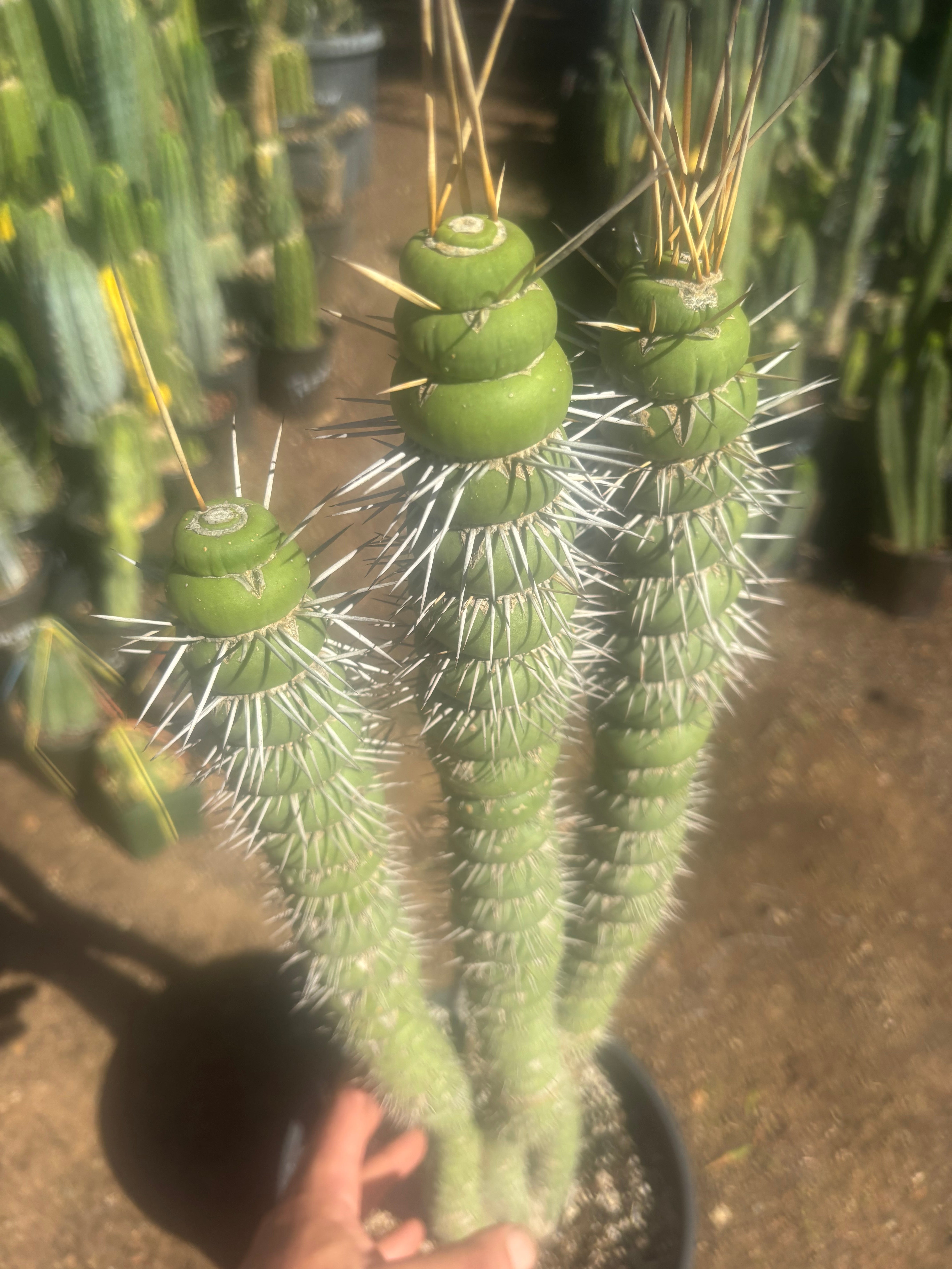 💎👑💎🦄 Varispiralis  — Stunning XL Tri-Column Rooted Showpiece