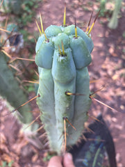 💎🌶️ Kai x Sina — Melty 10” Tip