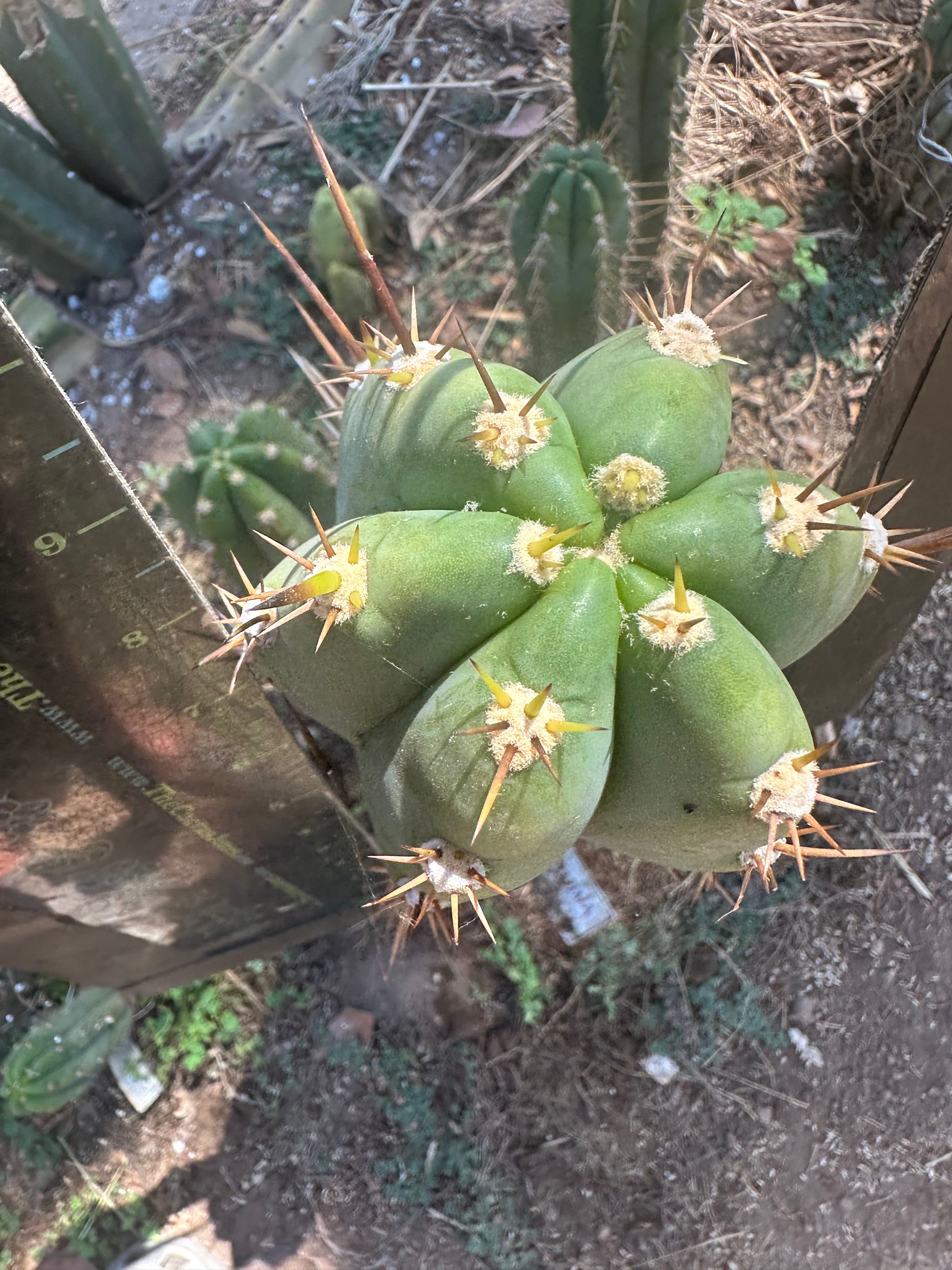 👑 Huaraquina — Chonky 10” Tip