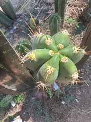 👑 Huaraquina — Chonky 10” Tip