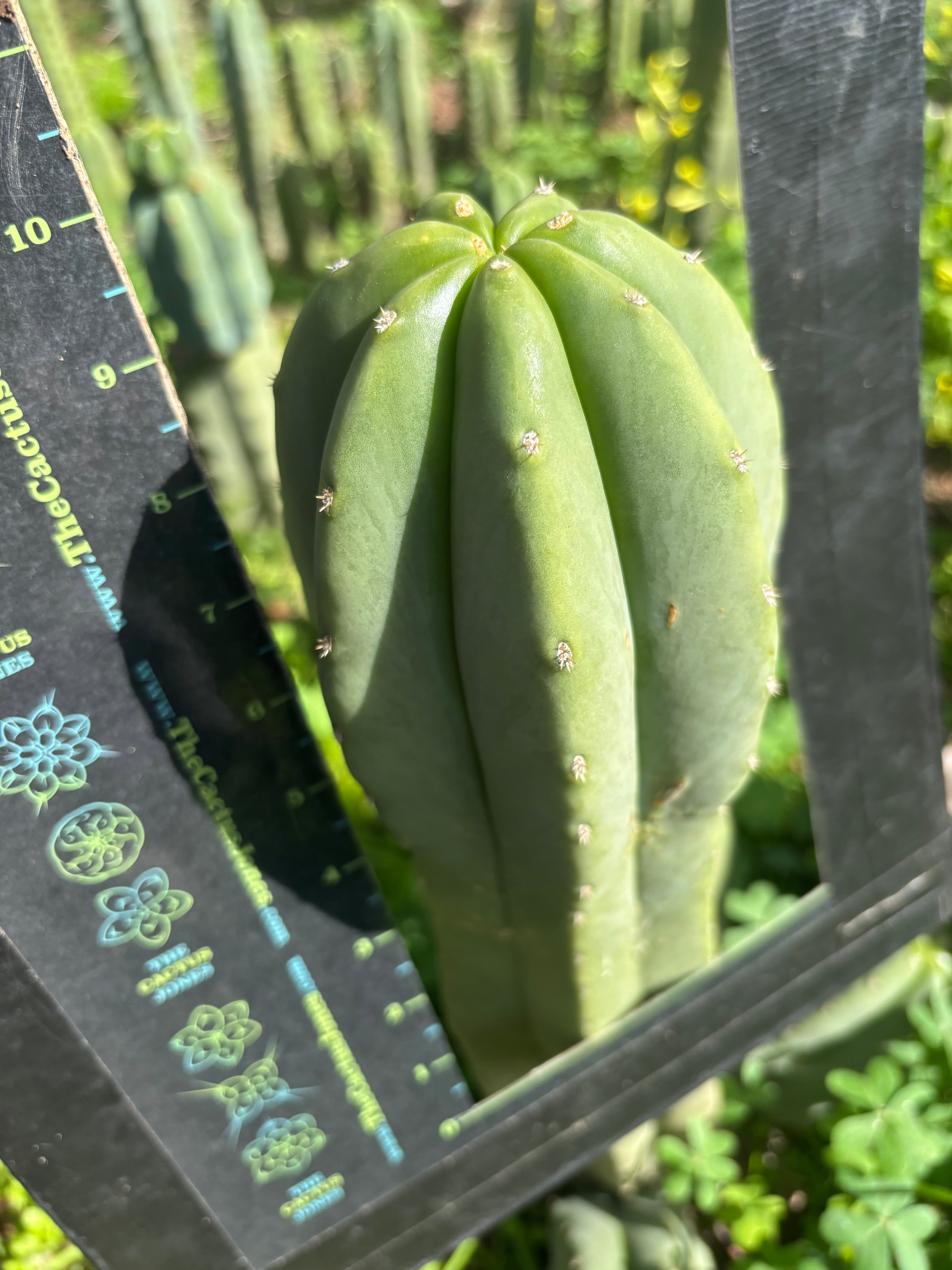 👑🌶️ Jonesy07 — FAT 10” Tip