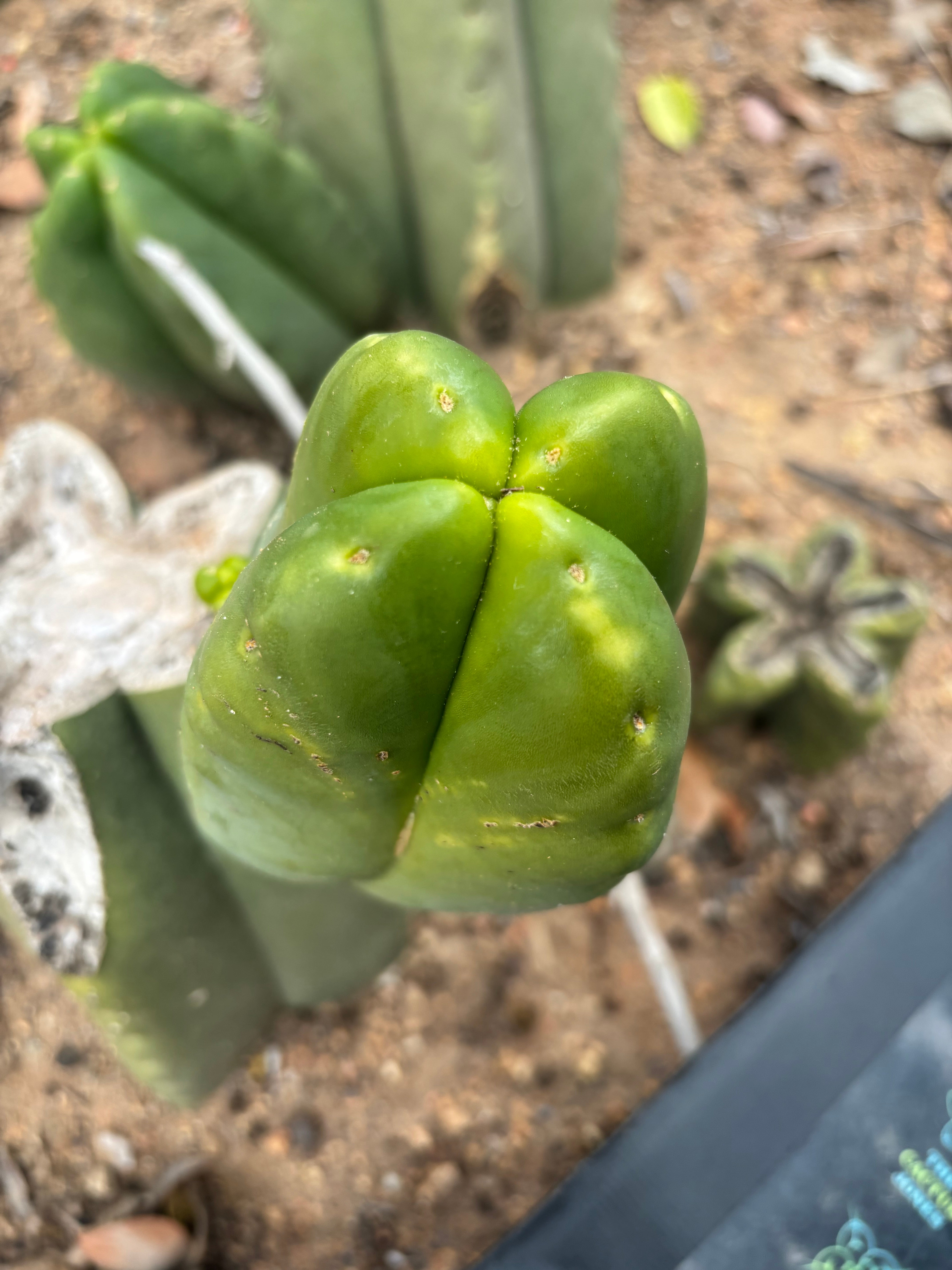 💎👑💎🌶️ Ferah! — FourWang Chub Muffin