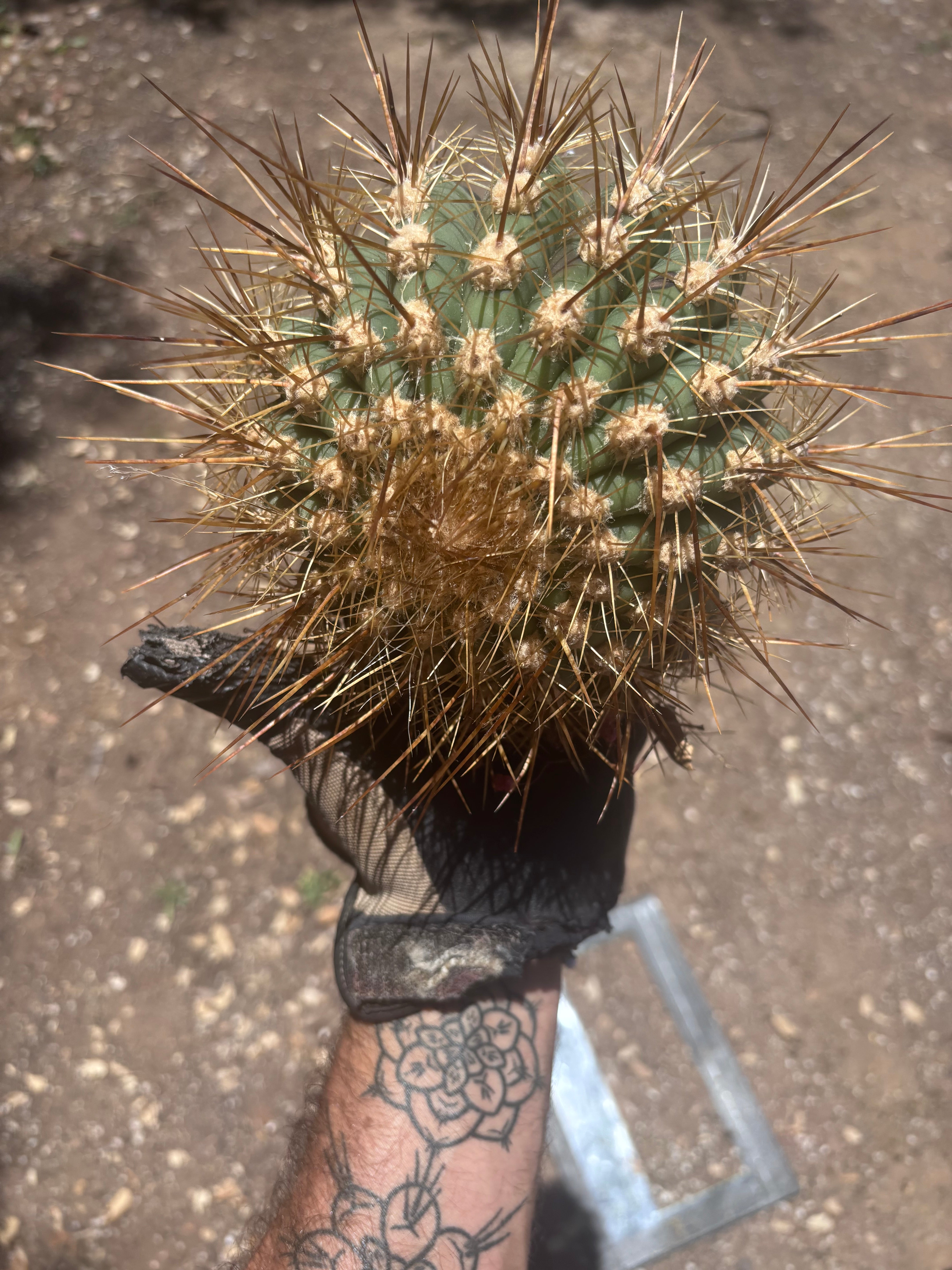 💎 T. Atacamensis — Small Pup