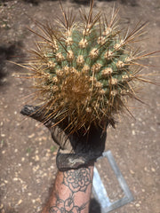 💎 T. Atacamensis — Small Pup