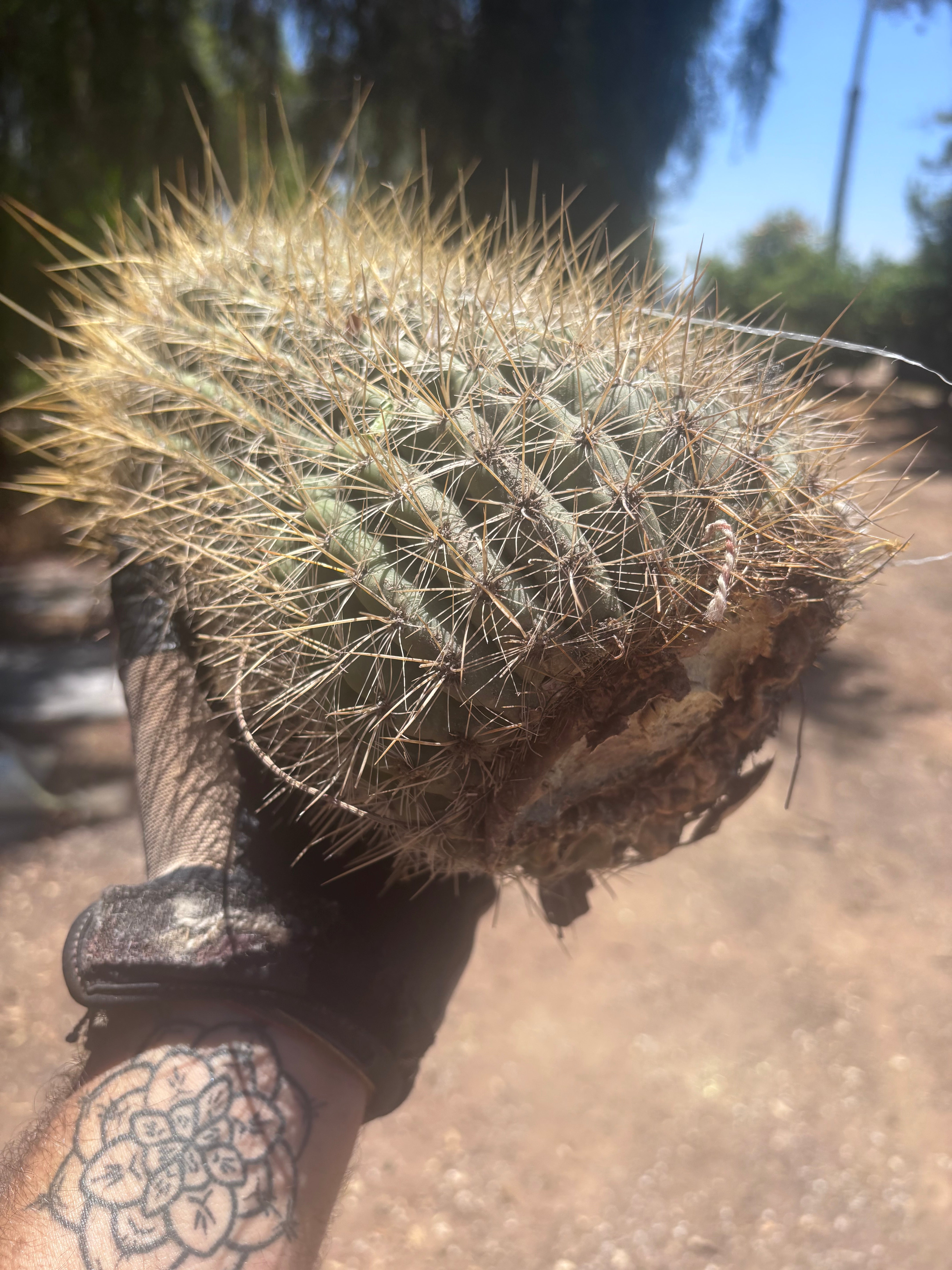 💎💎 T. Atacamensis — Massive Pup (Last One)