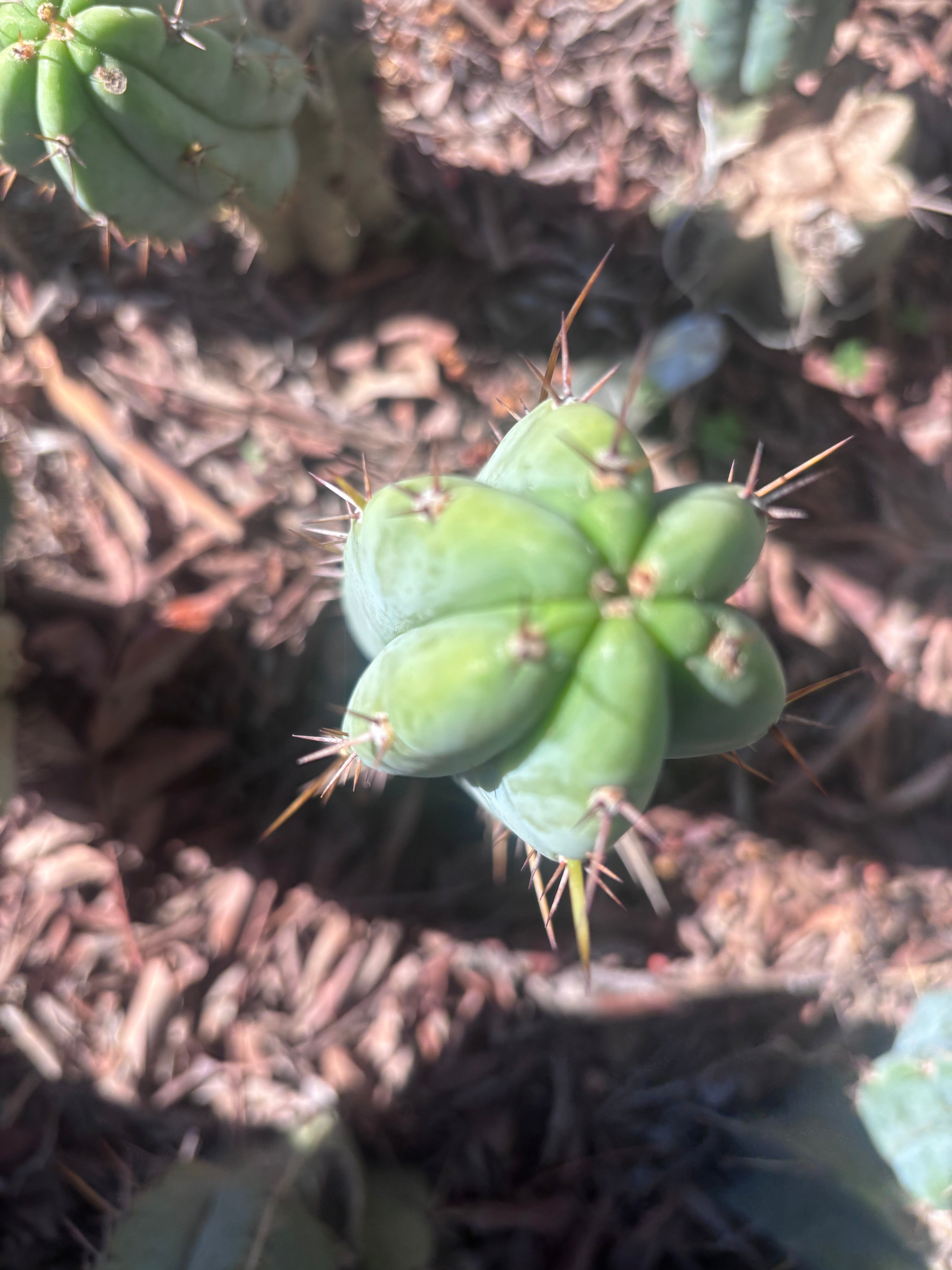 👑🌶️🌶️ Pala! — The Sunday Pup