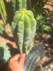 👑🌶️🌶️ Austy’s Bomb — 10.5” Pup