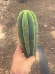 👑🌶️🌶️ Landfill — 11” Tip