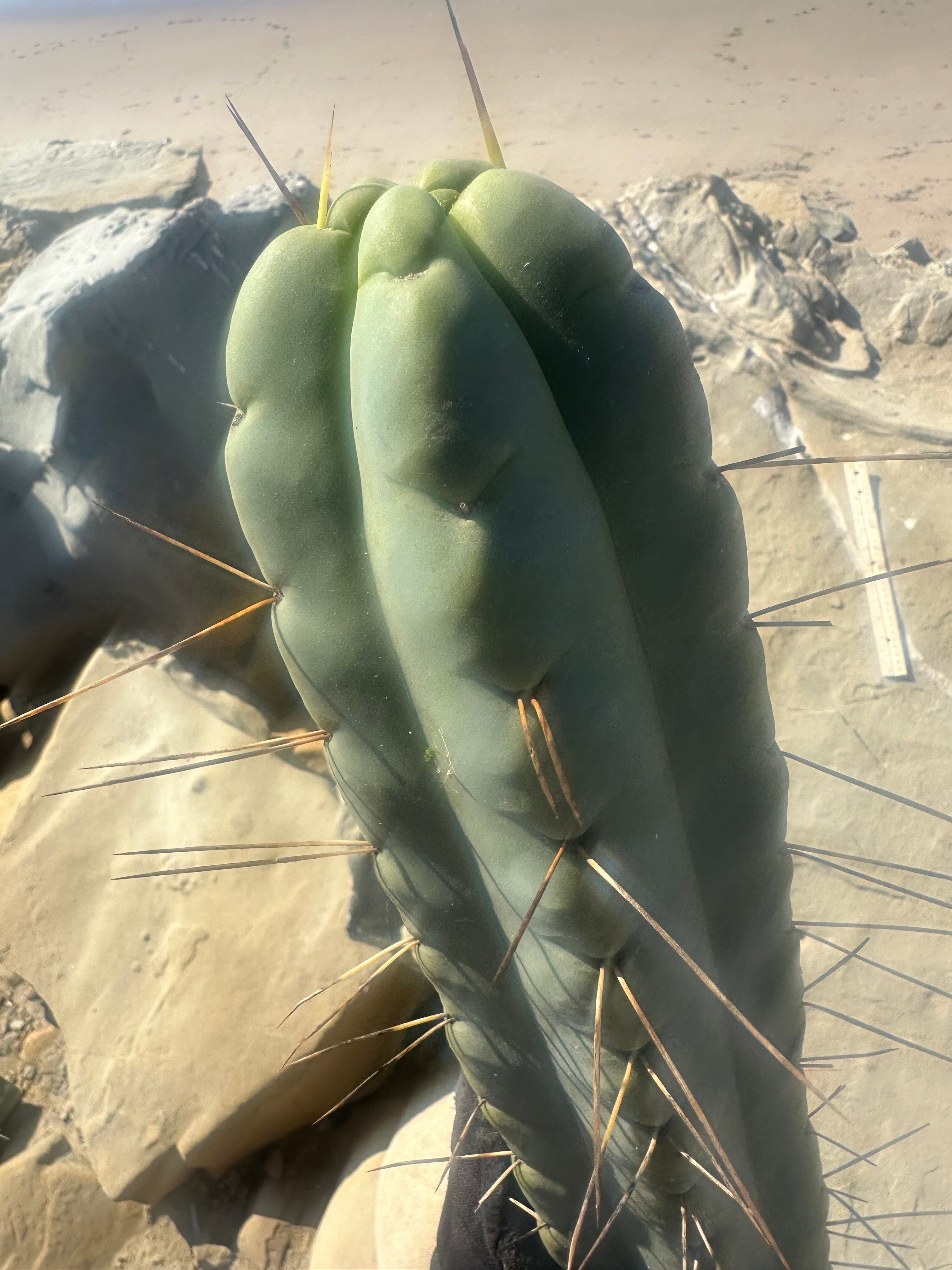 👑💎🌶️ TBQM  — Massive 15” Tip