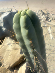 👑💎🌶️ TBQM  — Massive 15” Tip