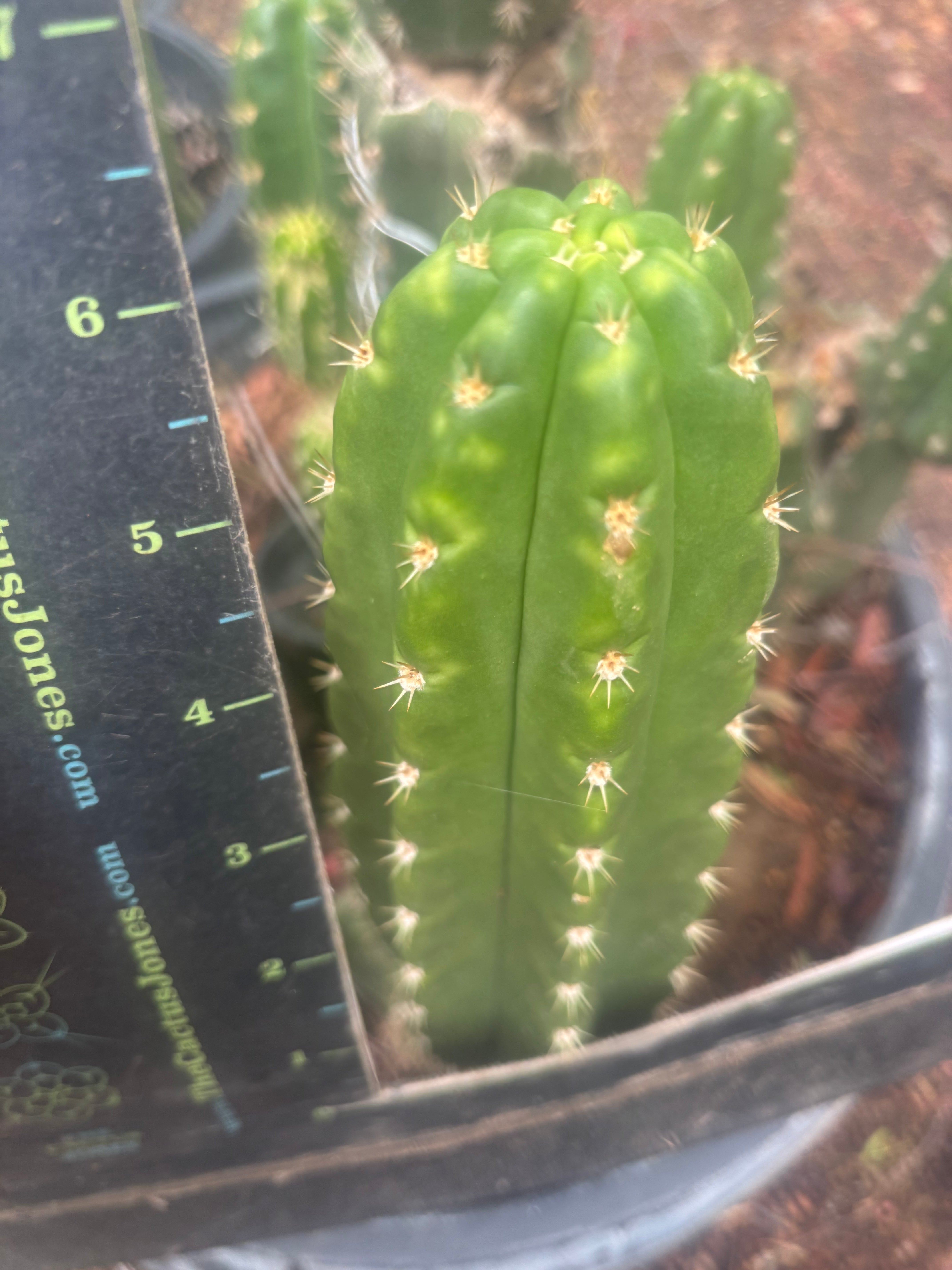 💎👑🌶️ CareBear — 6” Tip