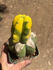 💎🔰 Ferah x Velvet, Vari #2 (FVV2) — Rooted Tip Graft