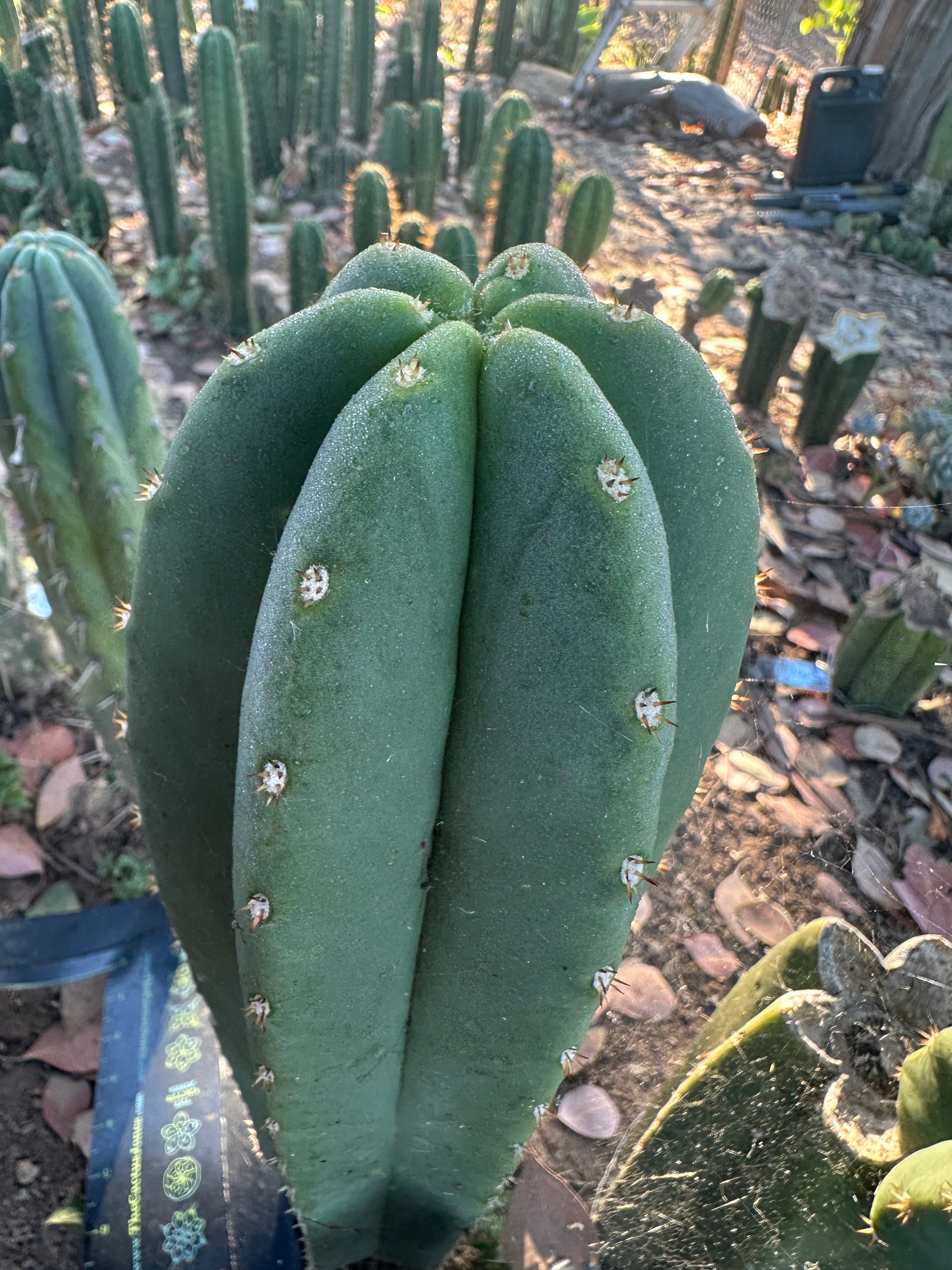 Super Pedro x Scop A  — Chonky 10” Tips