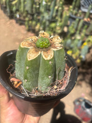 💎👑💎 Havran — Pup Graft on Rooted Shine01