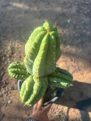 💎👑💎 Havran — Biggest Rooted Graft Ever!