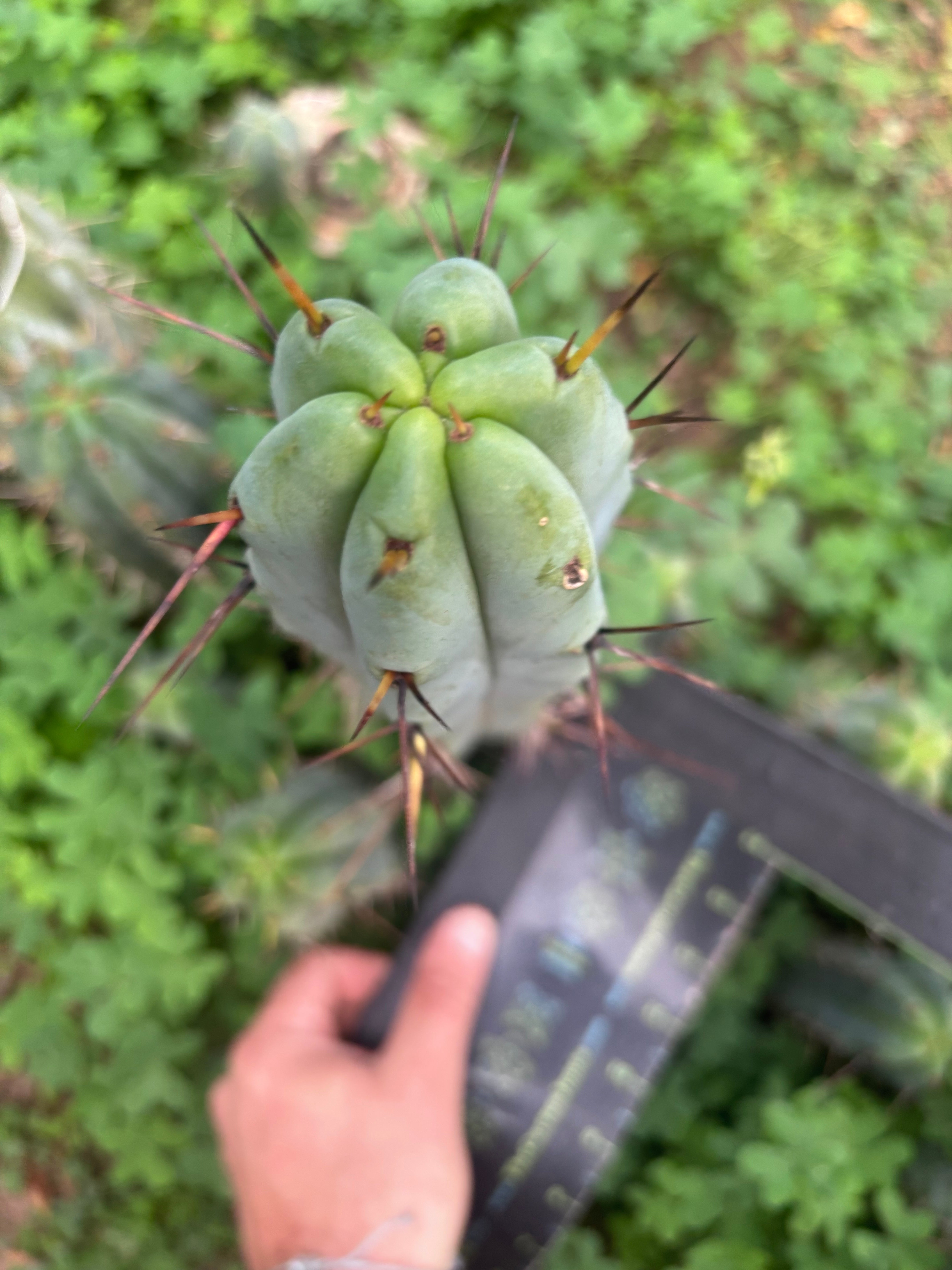 👑🌶️ Mesa Gardens Bridge — 11” Tip