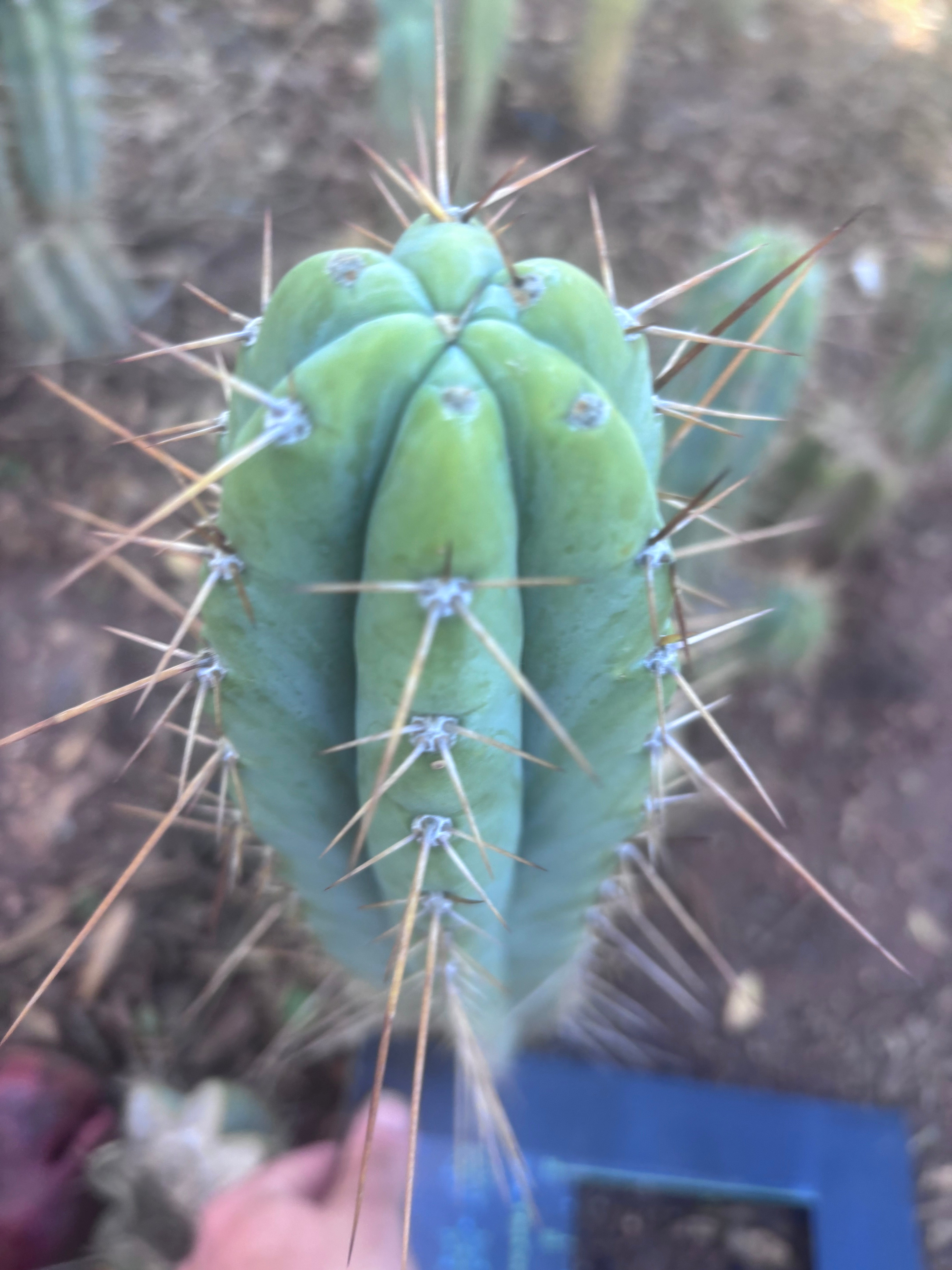 👑🌶️ Piano Man — XL 15” Pup