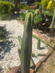 🌶️🌶️ Dulzura Restocked (Again) — 10”  TIPS