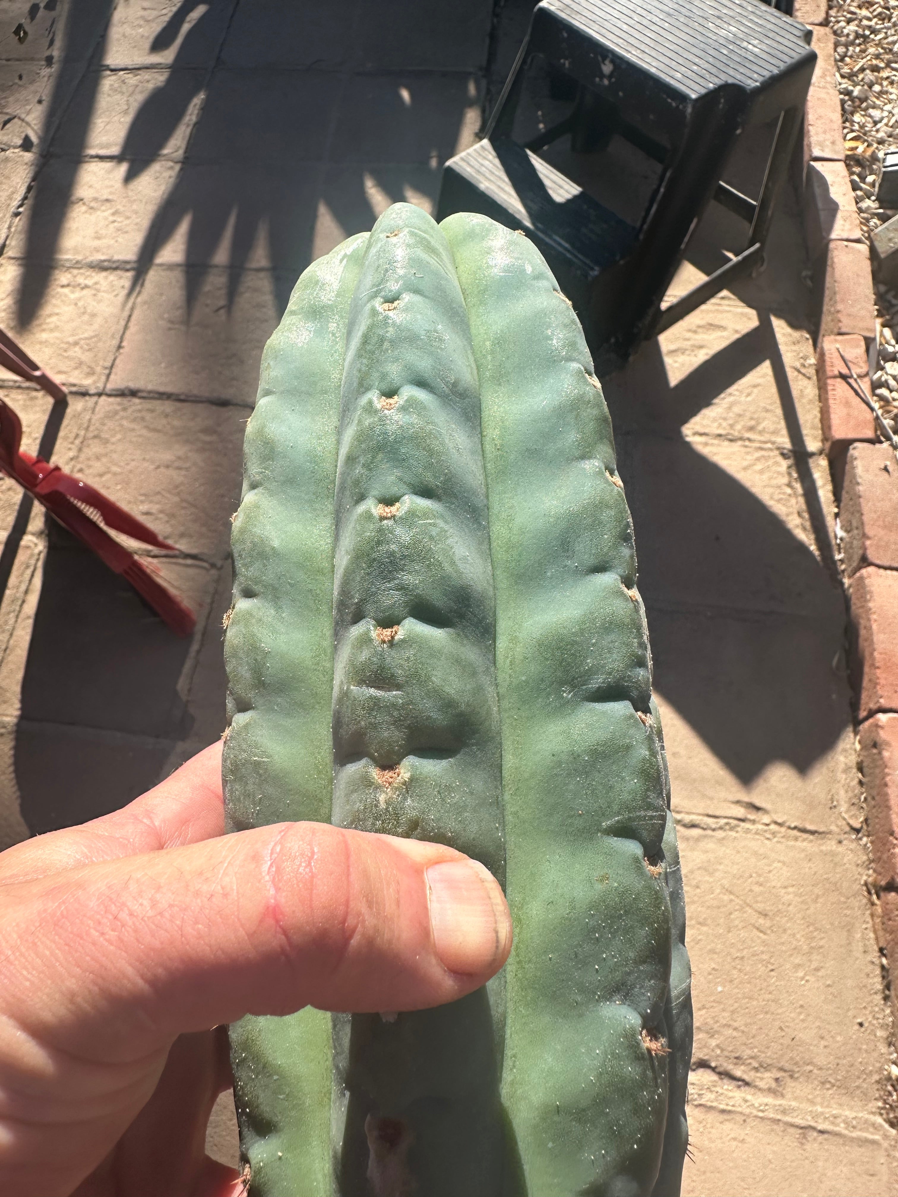 👑🌶️Jonesy02 — Fat 10” Melon Pup