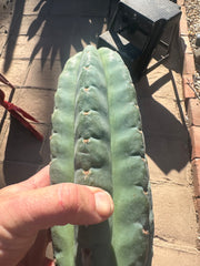 👑🌶️Jonesy02 — Fat 10” Melon Pup
