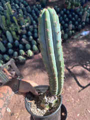 👑 Moran — Fully Rooted 15”