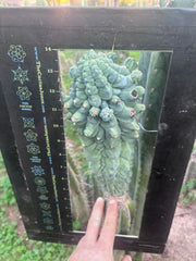 💎👑💎 Glorp — XXL Pupsplosion Graft (Re-Listing)