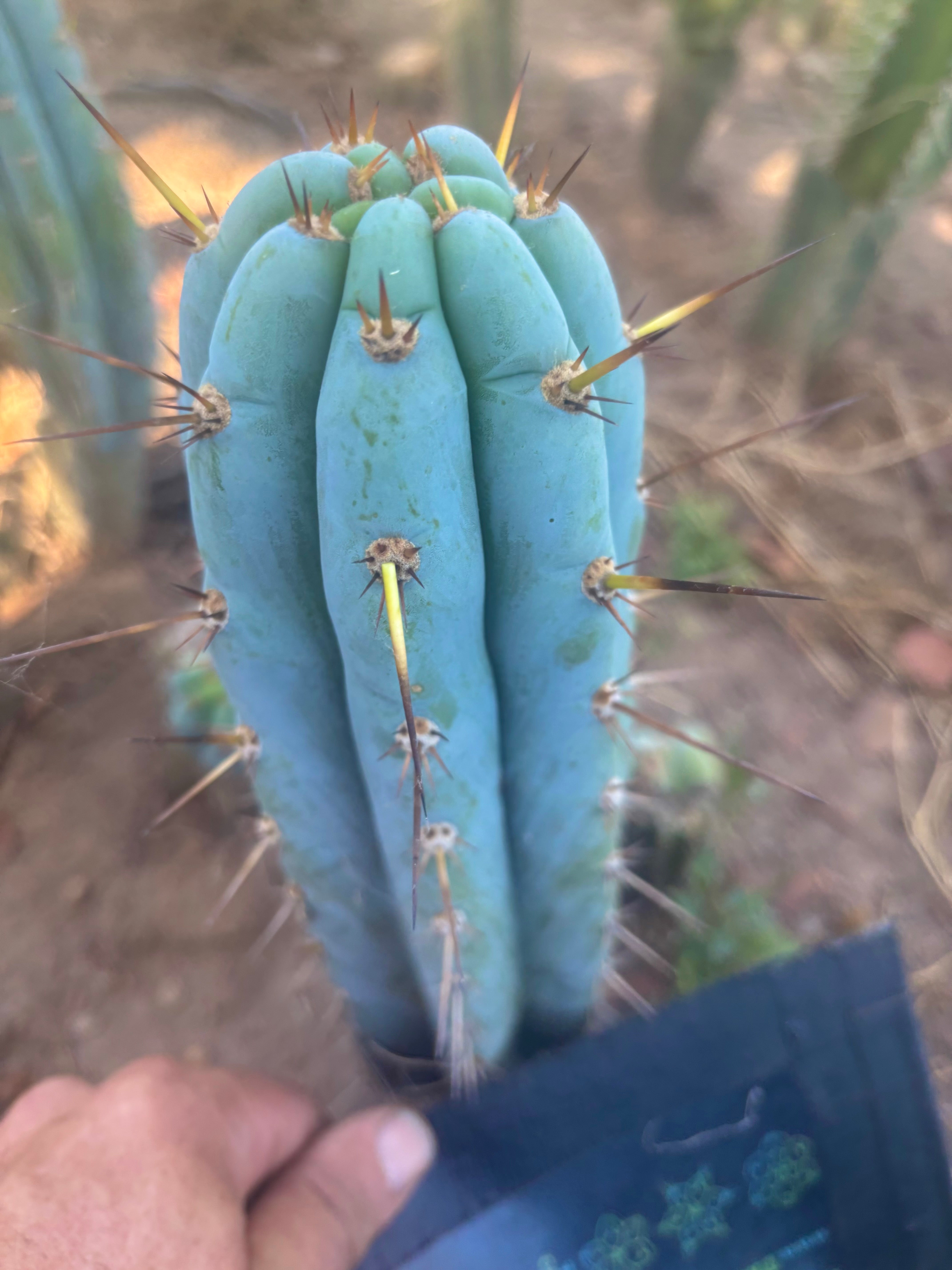 👑🌶️  Sharxx Blue — Frosty Flawless 9” Tip