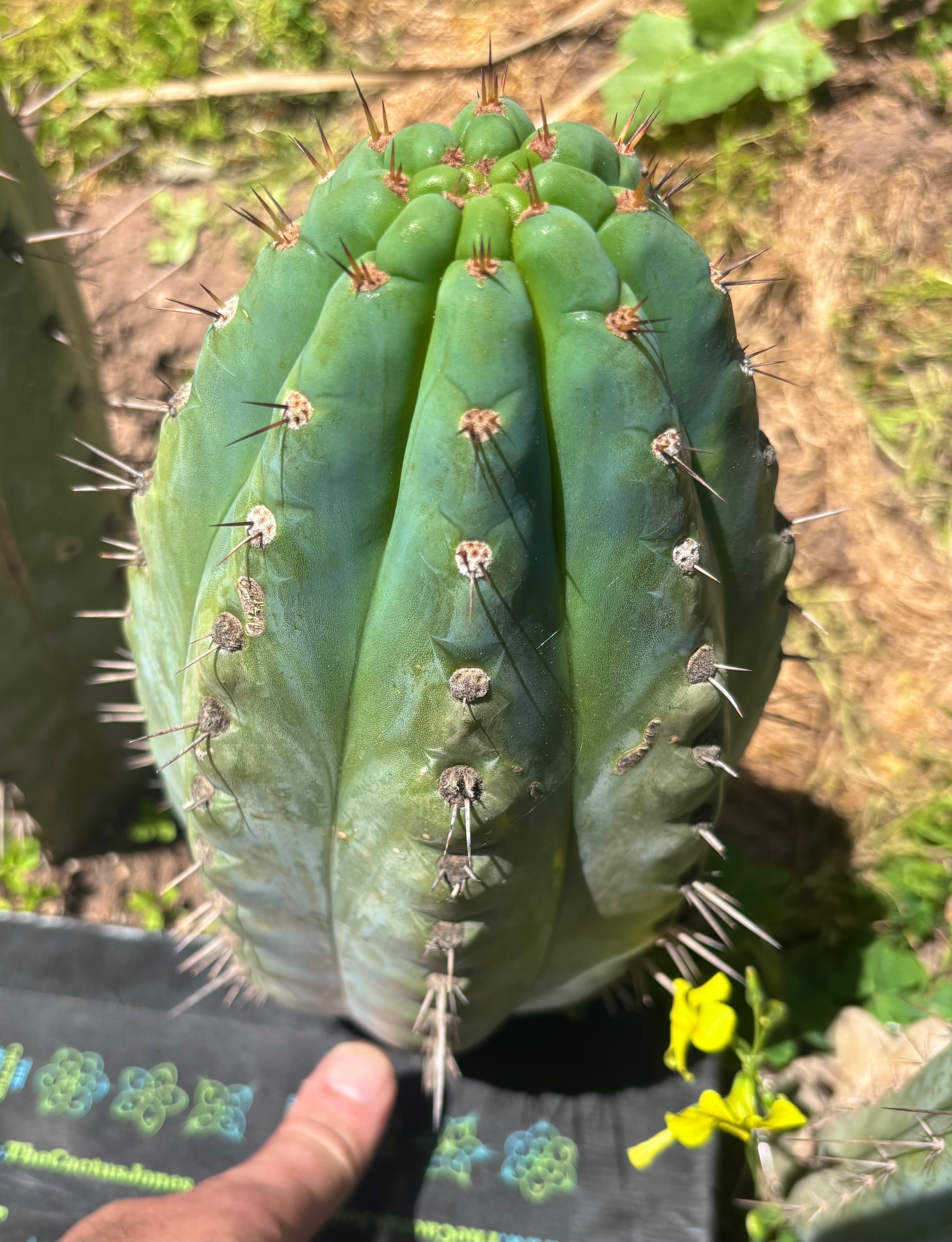 💎👑💎 Papa Smurf — Massive 11” Notch Melon