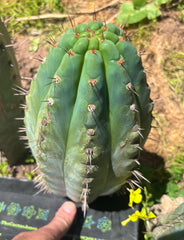 💎👑💎 Papa Smurf — Massive 11” Notch Melon