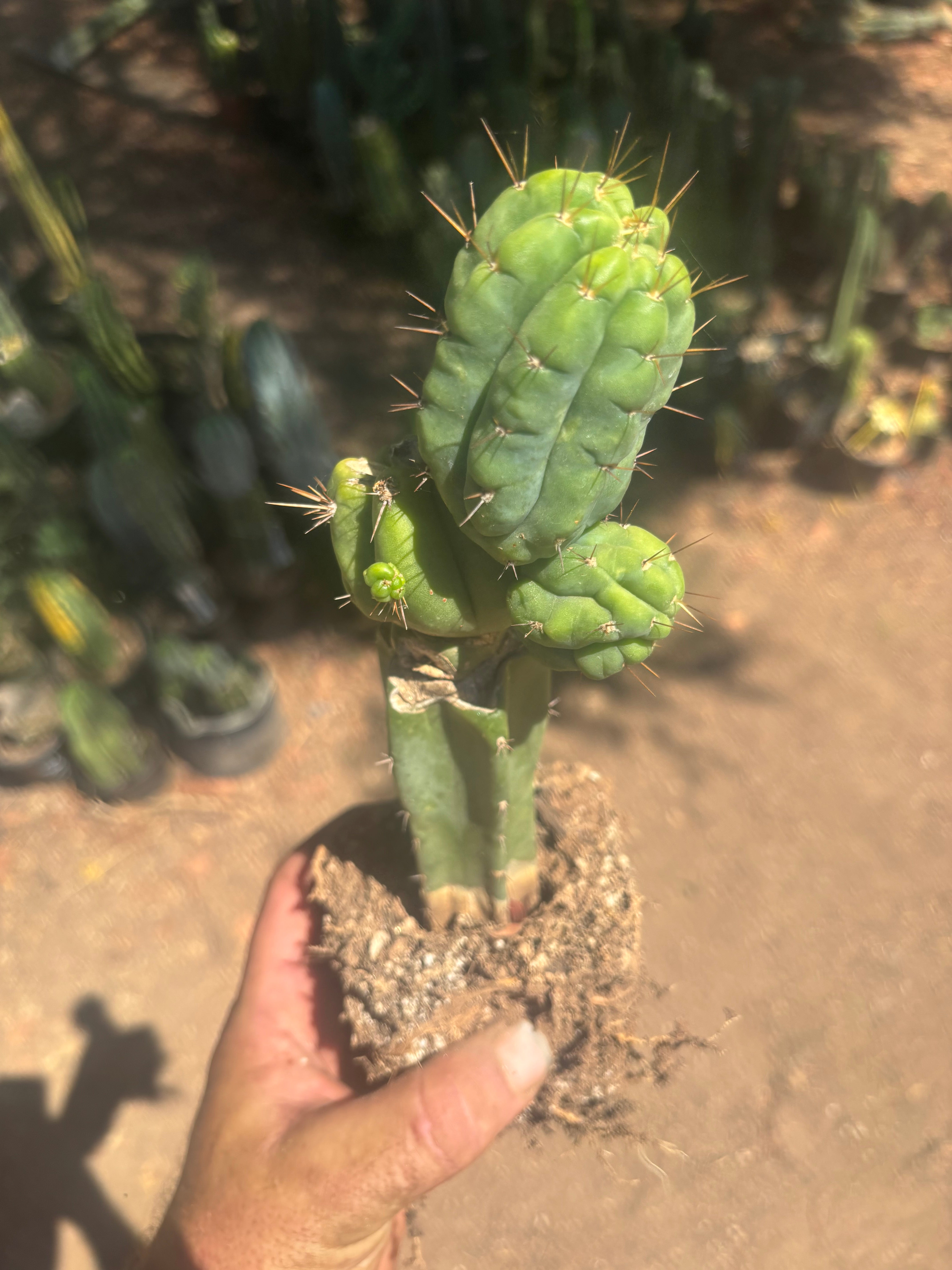 💎👑💎 Havran — Established Multi-Pup Graft on PC