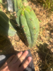 💎👑🌶️🌶️ Austy’s Bomb — 11” ROOTED