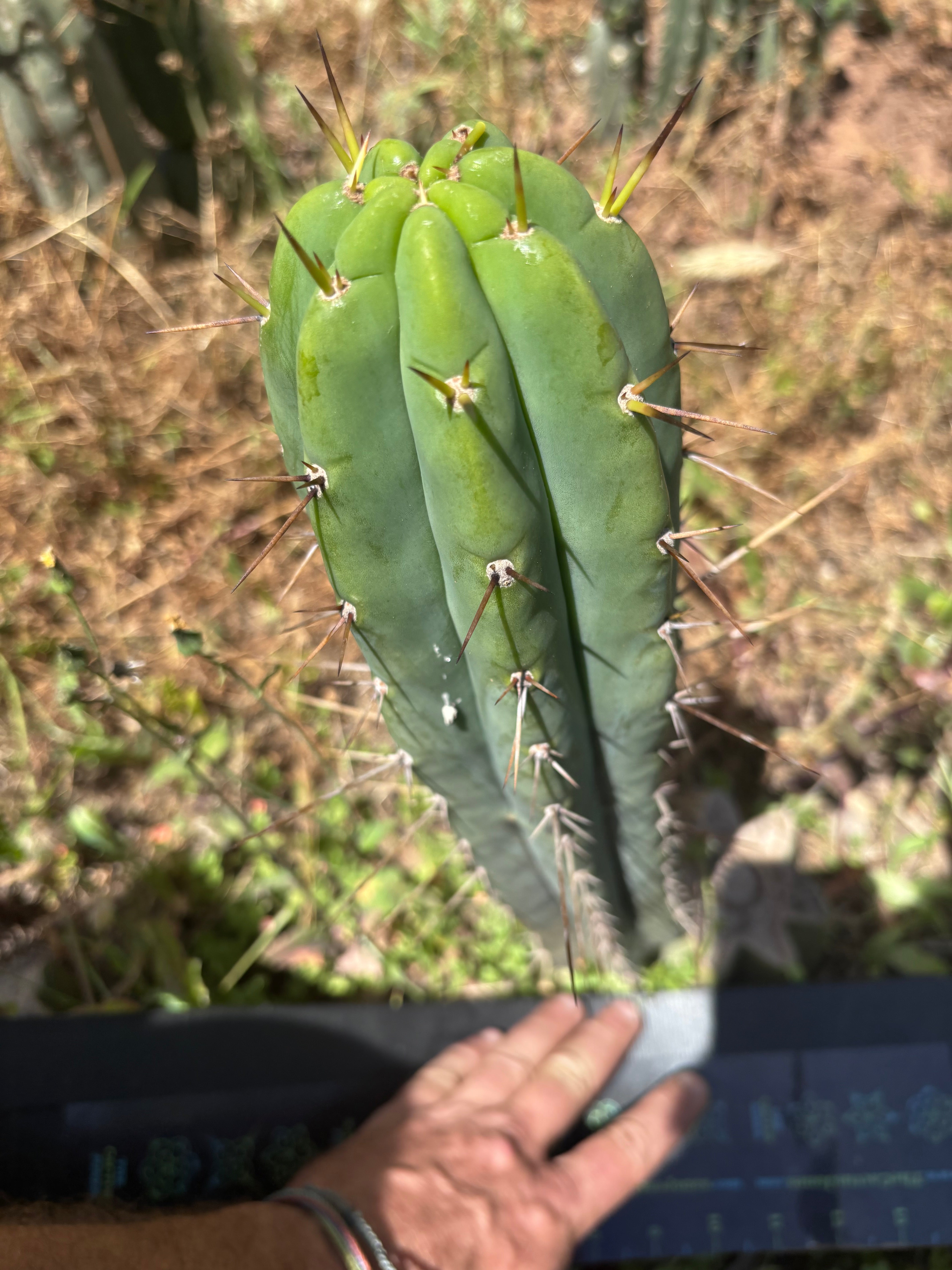 🌶️🌶️⚠️ E.R. — 15” Pup
