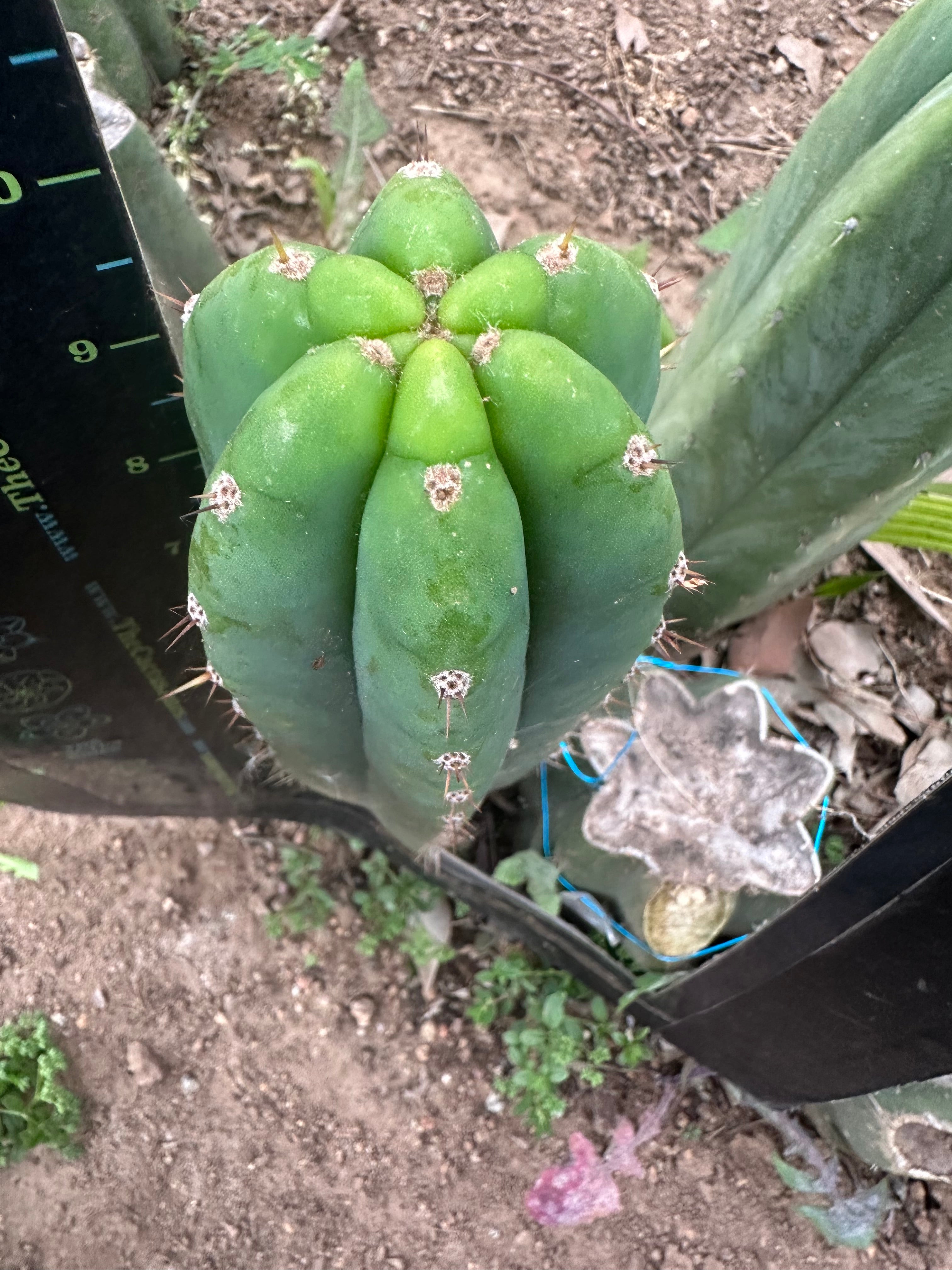 👑🌶️🌶️ Landfill — 10” Pup