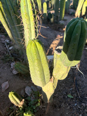 👑🌶️ Genesis — 8” Pup