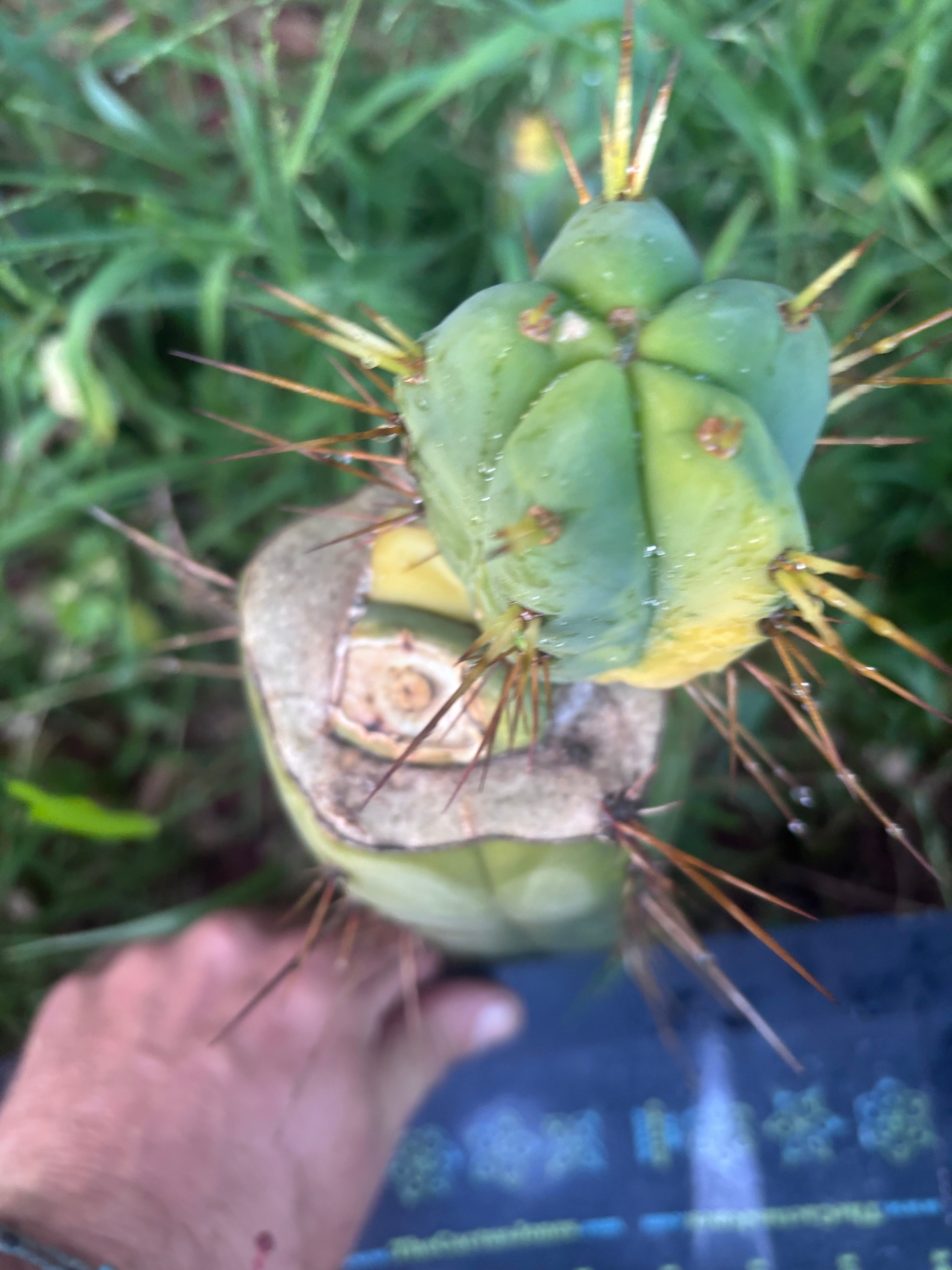💎👑💎🌶️ MJC01  — Jumbo Graft with Fat Pup (Rootstock is Hammer)