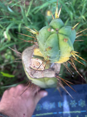 💎👑💎🌶️ MJC01  — Jumbo Graft with Fat Pup (Rootstock is Hammer)