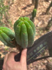 💎👑🌶️🌶️ KR04 — 6” Pup