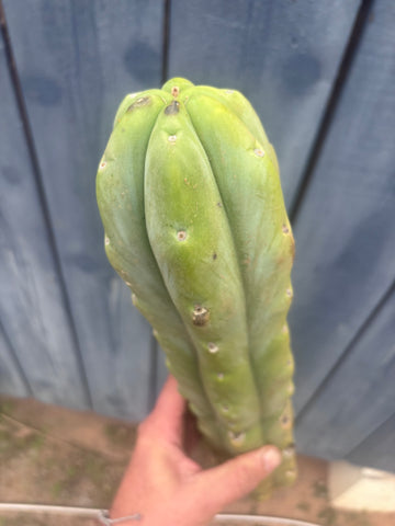 👑🌶️🌶️  Jiimz Twin Spine — XL Mature 15” Tips (Restocked)