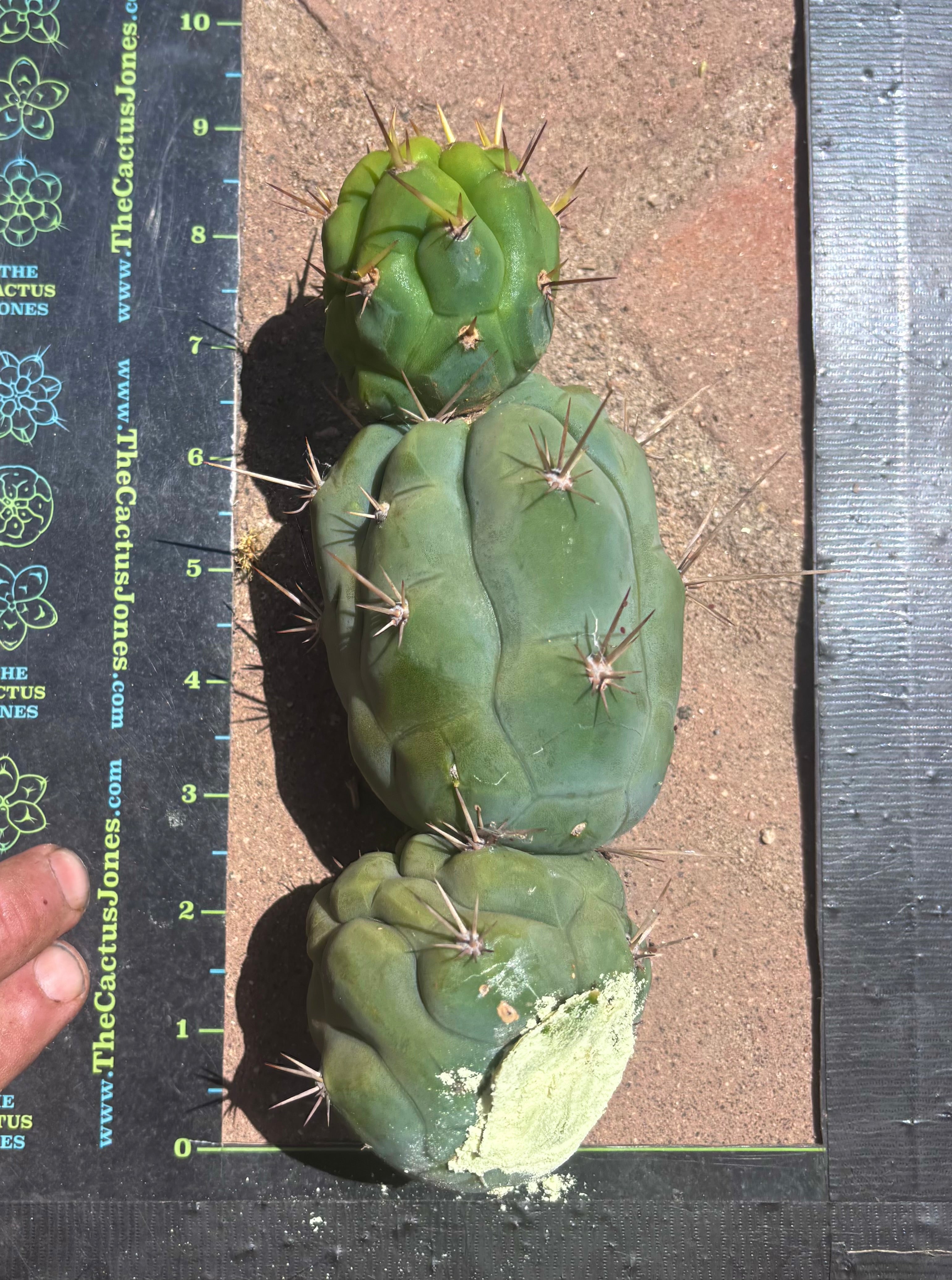 💎👑 Bruce’s Dragon — Chonky 9” Stacker Pup