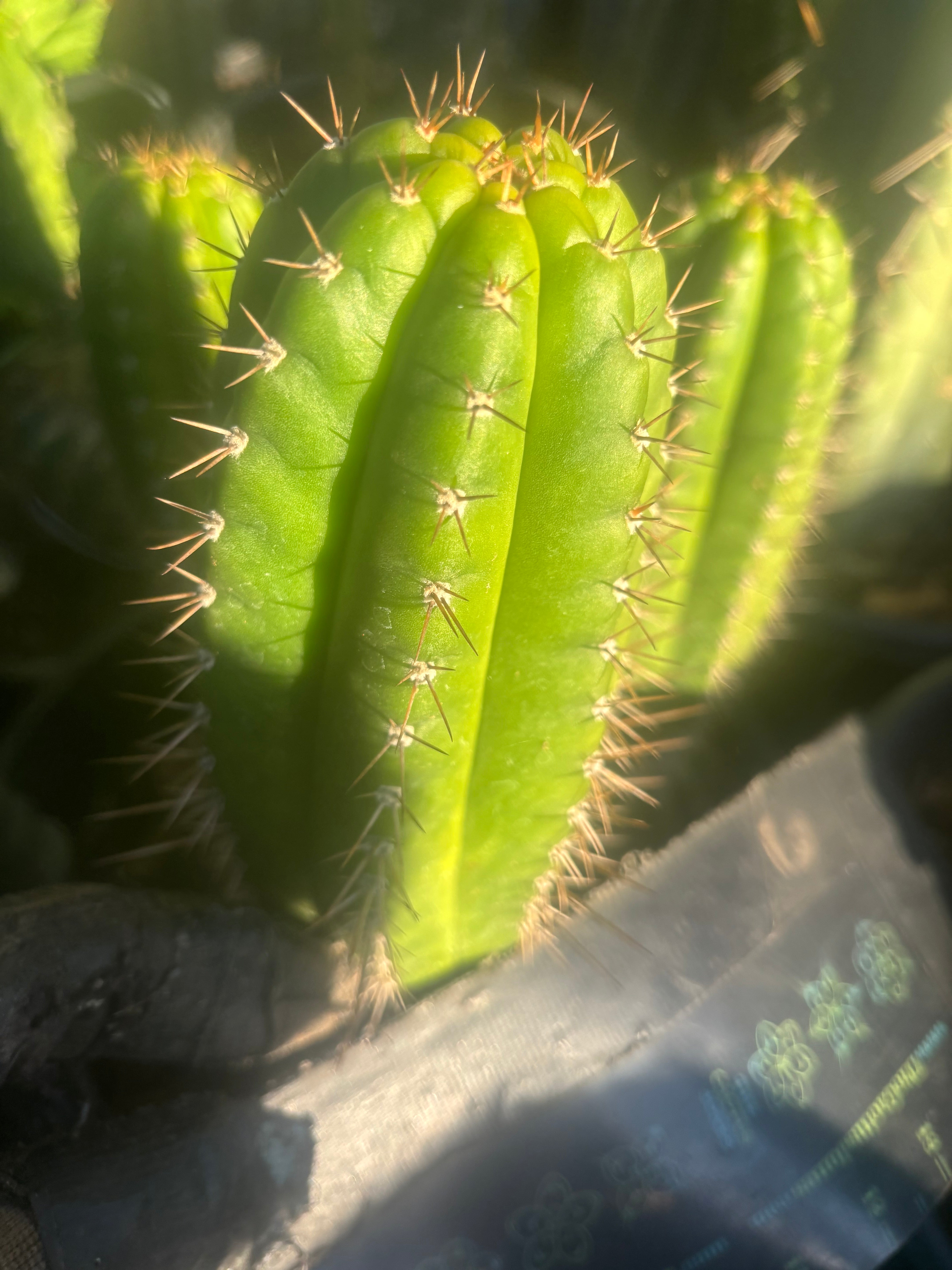 💎👑💎 Parque de las Leyendes —BK08611.4 Clone A —  6” Tip